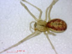 Enoplognatha latimana 2 by M. Alex Smith, Centre for Biodiversity Genomics. Used under a CC BY-SA 3.0 license.