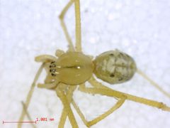 Enoplognatha latimana 3 by M. Alex Smith, Centre for Biodiversity Genomics. Used under a CC BY-SA 3.0 license.