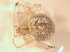Enoplognatha latimana 4 by M. Alex Smith, Centre for Biodiversity Genomics. Used under a CC BY-SA 3.0 license.