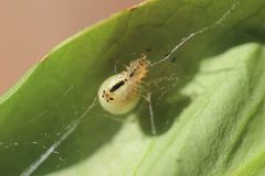 Enoplognatha ovata or Enoplognatha latimana while spinning a thread by XenonX3. Used under a CC0 license.