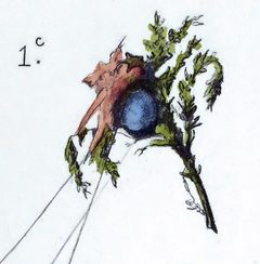 Enoplognatha ovata egg sac by Leon Becker. Used under a Public domain license.