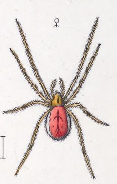 Enoplognatha ovata female - variant 5 by Leon Becker. Used under a Public domain license.