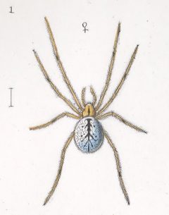 Enoplognatha ovata female var 1 by Leon Becker. Used under a Public domain license.