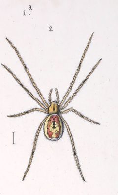 Enoplognatha ovata female var 2 by Leon Becker. Used under a Public domain license.