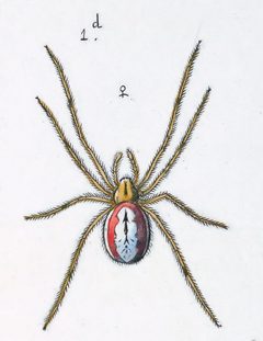 Enoplognatha ovata female var 4 by Leon Becker. Used under a Public domain license.