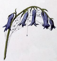 Enoplognatha ovata hatchlings by Leon Becker. Used under a Public domain license.