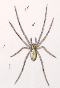 Enoplognatha ovata male by Leon Becker. Used under a Public domain license.