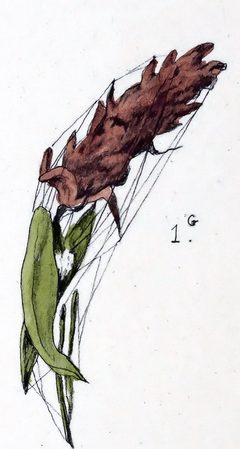 Enoplognatha ovata web example 1 by Leon Becker. Used under a Public domain license.