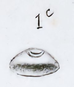 Enoplognatha thoracica epigyne by Leon Becker. Used under a Public domain license.