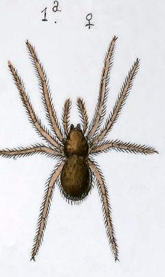 Enoplognatha thoracica female by Leon Becker. Used under a Public domain license.