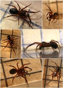 Enoplognatha thoracica male by Phil. Used under a CC BY 2.0 license.