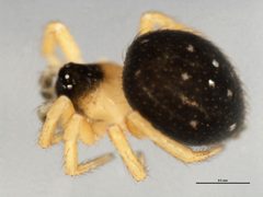 Euryopis argentea 1 by CBG Photography Group, Centre for Biodiversity Genomics. Used under a CC0 license.