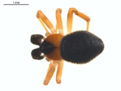 Euryopis argentea 2 by Gergin Blagoev. Used under a CC0 license.