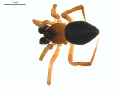 Euryopis argentea 3 by Gergin Blagoev. Used under a CC0 license.