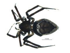 Euryopis formosa f1 by G. Blagoev, Centre for Biodiversity Genomics. Used under a CC BY-SA 3.0 license.