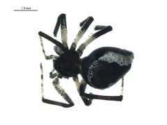 Euryopis formosa f2 by G. Blagoev, Centre for Biodiversity Genomics. Used under a CC BY-SA 3.0 license.