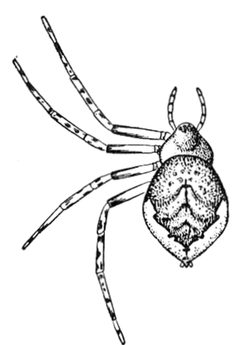Common Spiders U.S. 303 Euryopis funebris by James Henry Emerton (1847 – 1931). Used under a Public domain license.