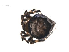 Euryopis funebris f1 by G. Blagoev, Centre for Biodiversity Genomics. Used under a CC0 license.