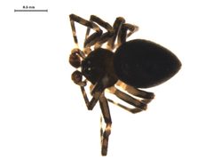 Euryopis funebris m1 by G. Blagoev, Centre for Biodiversity Genomics. Used under a CC0 license.