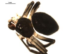Euryopis funebris m2 by G. Blagoev, Centre for Biodiversity Genomics. Used under a CC0 license.