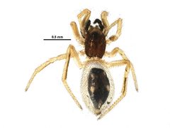 Euryopis quinquemaculata by CBG Photography Group, Centre for Biodiversity Genomics. Used under a CC0 license.