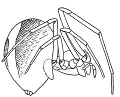 Common Spiders U.S. 262 Hentziectypus globosus by James Henry Emerton (1847 – 1931). Used under a Public domain license.