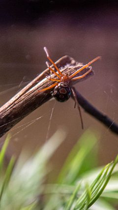 L. Bishopi Trevor Austin 2020 by Dinosardan. Used under a CC BY-SA 4.0 license.