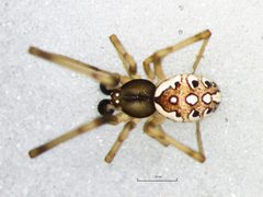 Latrodectus geometricus male preserved specimen 1 by Charles Haddad, University of the Free State. Used under a CC BY-SA 3.0 license.