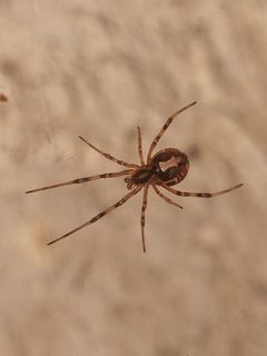Latrodectus hesperus by Rodolfosalinas. Used under a CC BY-SA 4.0 license.