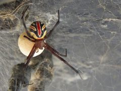 Latrodectus hesperus 178718719 by Gerardo Reynoso. Used under a CC BY-SA 4.0 license.
