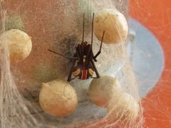 Latrodectus hesperus 178718724 by Gerardo Reynoso. Used under a CC BY-SA 4.0 license.