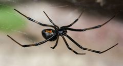 Latrodectus hesperus 184739002 by Andrew Meeds. Used under a CC BY 4.0 license.