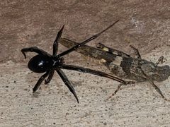 Latrodectus hesperus 226551431 by Elliott Gordon. Used under a CC BY 4.0 license.