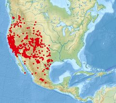 Latrodectus hesperus distribution map by NordNordWest. Used under a CC BY-SA 3.0 de license.