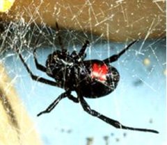 Latrodectus mactans by wikipedia. Used under a Public domain license.