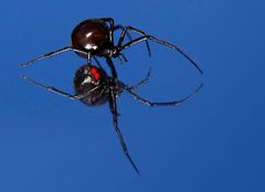 Latrodectus mactans 4 by Ben Swihart. Used under a CC BY 2.0 license.