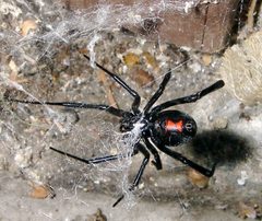 Latrodectus mactans 5 by Steve Jurvetson. Used under a CC BY 2.0 license.