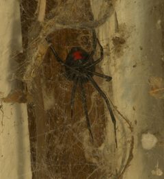 Latrodectus mactans P1180159a by
xpda. Used under a CC BY-SA 4.0 license.