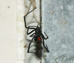 Latrodectus mactans PICT8349a by 
xpda. Used under a CC BY-SA 4.0 license.