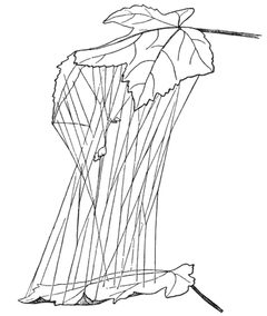 Common Spiders U.S. 296 Neospintharus trigonum by James Henry Emerton (1847 – 1931). Used under a Public domain license.