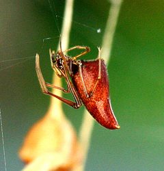 DaDew Drop Spider - Neospintharus trigonum  by WanderingMogwai. Used under a CC BY-SA 4.0 license.