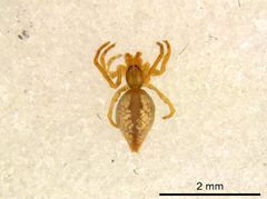 Neospintharus trigonum 1 by M. Alex Smith, Research Collection of M. Alex Smith. Used under a CC BY-SA 3.0 license.