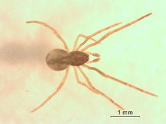 Neospintharus trigonum 2 by M. Alex Smith, Research Collection of M. Alex Smith. Used under a CC BY-SA 3.0 license.