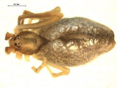 Neospintharus trigonum 3 by G.A.Blagoev, Unspecified. Used under a CC0 license.