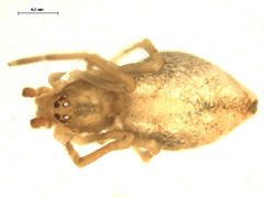 Neospintharus trigonum 4 by G.A.Blagoev, Unspecified. Used under a CC0 license.