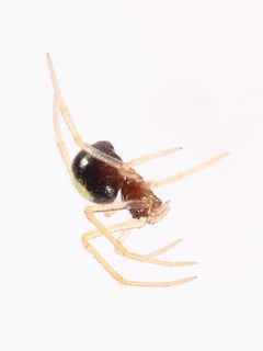 Neottiura bimaculata 7118 by NobbiP. Used under a CC BY-SA 3.0 license.
