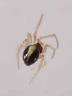Neottiura bimaculata 7147 by NobbiP. Used under a CC BY-SA 3.0 license.