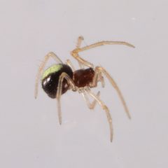 Neottiura bimaculata 7148 by NobbiP. Used under a CC BY-SA 3.0 license.