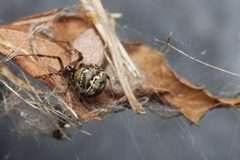 Parasteatoda tabulata Bytom by Gower. Used under a CC BY-SA 4.0 license.
