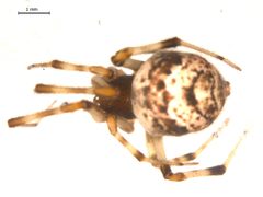 Parasteatoda tabulata f1 by Gergin Blagoev. Used under a CC BY-SA 4.0 license.